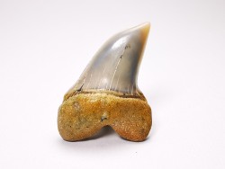 shark tooth: Cosmopolitodus planus - Miocene -  Bakersfield, California - USA