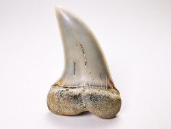 shark tooth: Cosmopolitodus planus - Miocene -  Bakersfield, California - USA