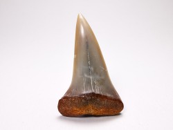 dent de requin: Cosmopolitodus planus - Miocène - Bakersfield, Californie - USA