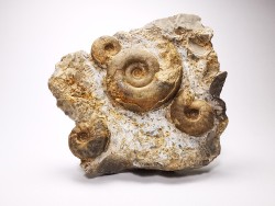 Ammonites du Trias Inférieur Dieneroceras spathi - Juvenites septentrionalis - Elko Co., Nevada, USA