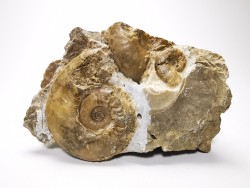 Ammonites from Early Triassic Dieneroceras spathi (kummel & Steele)- Elko Co., Nevada, USA