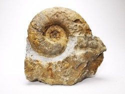 Ammonites from Early Triassic Dieneroceras spathi (kummel & Steele)- Elko Co., Nevada, USA