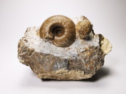 Ammonites from Early Triassic Juvenites septentrionalis (Smith)- Elko Co., Nevada, USA