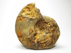 Ammonite du Trias Inférieur Dieneroceras spathi (kummel & Steele)- Elko Co., Nevada, USA