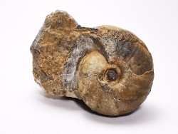 Ammonite du Trias Inférieur Juvenites septentrionalis (Smith)- Elko Co., Nevada, USA