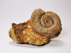 Ammonite from Early Triassic Dieneroceras spathi (kummel & Steele) - Elko Co., Nevada, USA