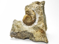 Ammonite du Trias Inférieur Dieneroceras spathi (kummel & Steele)- Elko Co., Nevada, USA
