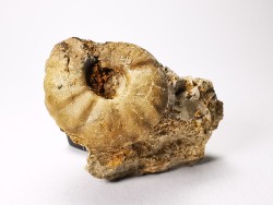 Ammonite du Trias Inférieur Juvenites septentrionalis (Smith)- Elko Co., Nevada, USA
