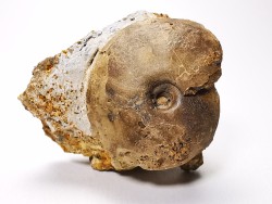 Ammonite du Trias Inférieur Owenites koeneni (Hyatt & Smith) - Elko Co., Nevada, USA