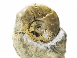 Ammonite from Early Triassic Dieneroceras spathi (kummel & Steele)- Elko Co., Nevada, USA