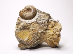 Ammonite from Early Triassic Dieneroceras spathi (kummel & Steele)- Elko Co., Nevada, USA