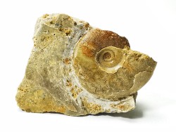 Ammonite from Early Triassic Dieneroceras spathi (kummel & Steele)- Elko Co., Nevada, USA