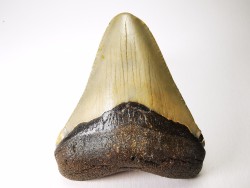 Dent de requin: Carcharodon megalodon, Miocène (USA)