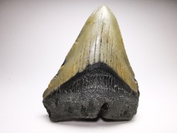 Dent de requin: Carcharodon megalodon, Miocène (USA)