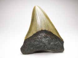 Dent de requin: Carcharodon megalodon, Miocène (USA)