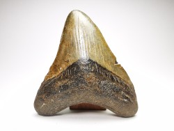 Dent de requin: Carcharodon megalodon, Miocène (USA)