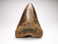 Dent de requin: Carcharodon megalodon, Miocène (USA)