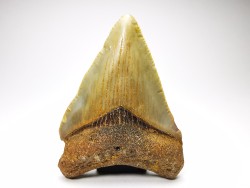 shark teeth: Carcharodon megalodon - Miocene (USA)