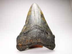 shark teeth: Carcharodon megalodon - Miocene (USA)