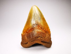 shark teeth: Carcharodon megalodon - Miocene (USA)