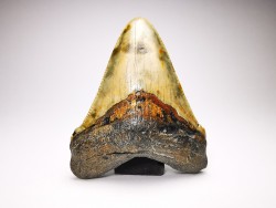 shark teeth: Carcharodon megalodon - Miocene (USA)