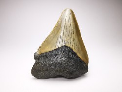 shark teeth: Carcharodon megalodon - Miocene (USA)