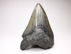 shark teeth: Carcharodon megalodon - Miocene (USA)