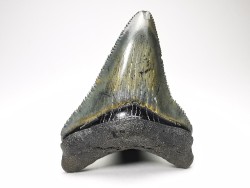 shark teeth: Carcharodon megalodon - Miocene (USA)