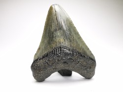 shark teeth: Carcharodon megalodon - Miocene (USA)