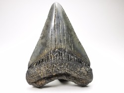 shark teeth: Carcharodon megalodon - Miocene (USA)