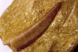 dent d'elasmosaure: zarafasaura oceanis - Maestrichtian - Oued Zem, Morocco