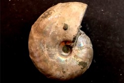 Desmoceras latidorsatum - Albien - Région de Mahajanga - MADAGASCAR