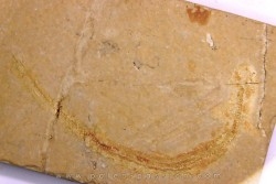 Scyliorhinus arambourgi (Cappetta, 1980) -  Cénomanien  Hgula - Byblos - LIBAN