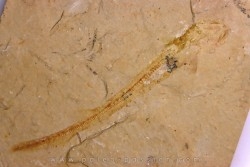 Scyliorhinus arambourgi (Cappetta, 1980) -  Cénomanien  Hgula - Byblos - LIBAN