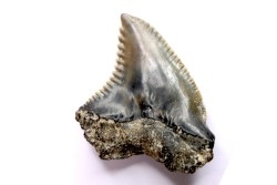 Dent de requin: Hemipristis serra, Mio-Pliocene - province de Quezon, PHILIPPINES