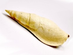 Semiterebellum marceauxi - Thanetian - Cauroy-lès-Hermonville - FRANCE