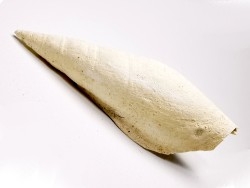 Semiterebellum marceauxi - Thanétien - Cauroy-lès-Hermonville - FRANCE