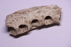 elasmosaur jaw: zarafasaura oceanis - Maestrichtian - Oued Zem - Morocco