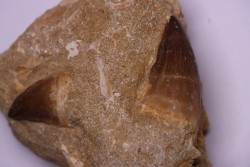 MOSASAURE tooth  Prognathodon Anceps Maestrichtian  Oued Zem - Morocco