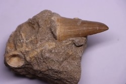 MOSASAURE  tooth Mosasaurus baugei - Maastrichtian - Oued Zem - Morocco