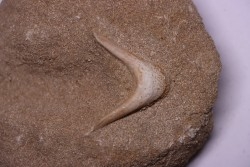 MANDIBULE of  SEA TURTTLE: Eclaste sp. - Maastrichian - Oued Zem - Morocco