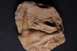 enchodus lybicus - maestrichtien  oued zem - Maroc