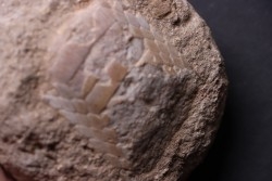 palais de raie: MYLIOBATIS sp.  Ypresien  Oued Zem, Khourigba, MAROC