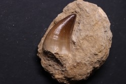 MOSASAURE  tooth Mosasaurus baugei - Maastrichtian - Oued Zem - Morocco