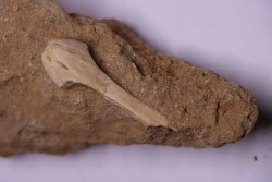 MOSASAUR MUZZLE // HALISAURUS ARAMBOURGI (Bardet & alii,2004) //Maestrichtian // Oued Zem - Morocco