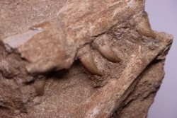 MOSASAUR jaw// HALISAURUS ARAMBOURGI (Bardet & alii,2004) //Maestrichtian // Oued Zem - Morocco