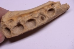 elasmosaur jaw: zarafasaura oceanis - Maestrichtian - Oued Zem - Morocco