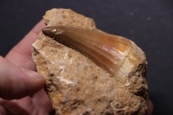 MOSASAURE  tooth Mosasaurus baugei - Maastrichtian - Oued Zem - Morocco