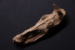 MOSAURE MUZZLE // Prognathodon Anceps //Maestrichtian // Oued Zem - Morocco