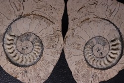 belle ammonite sciée recto/verso avec loges en calcite   jurassique  Normandie - FRANCE